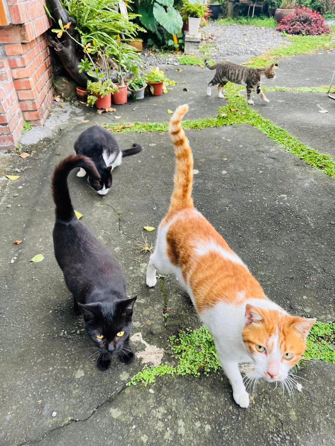 Cat Sky Country Homestay Thị trấn Tam Tinh Ngoại thất bức ảnh