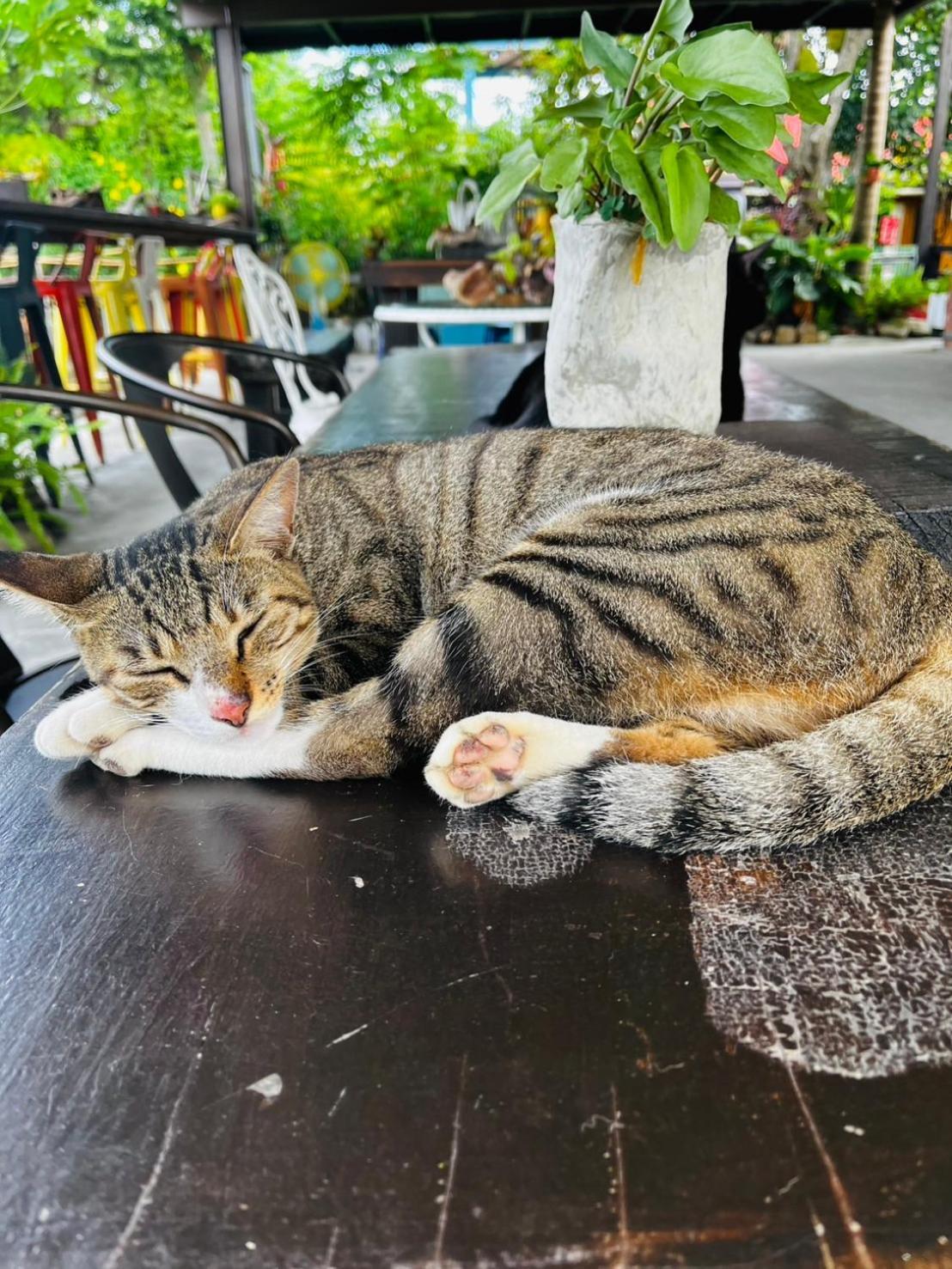 Cat Sky Country Homestay Thị trấn Tam Tinh Ngoại thất bức ảnh