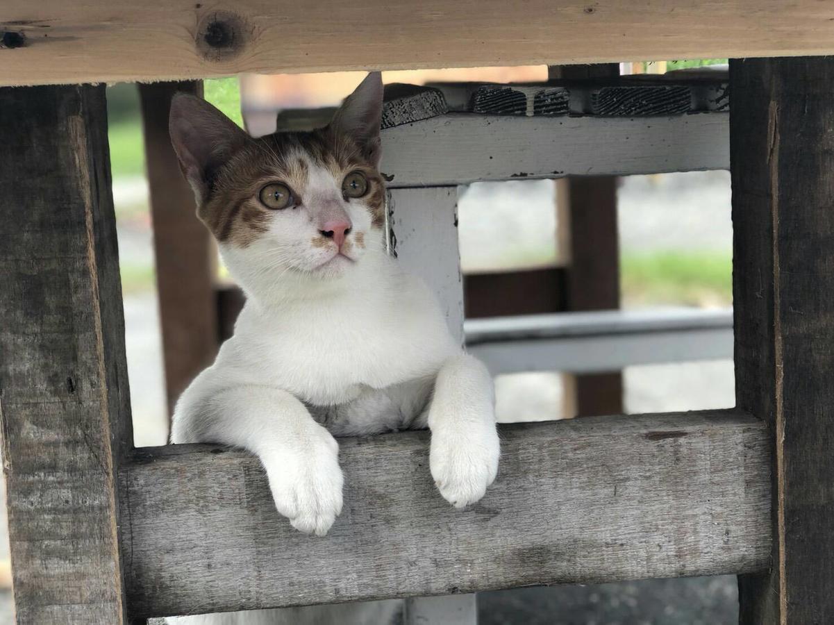 Cat Sky Country Homestay Thị trấn Tam Tinh Ngoại thất bức ảnh
